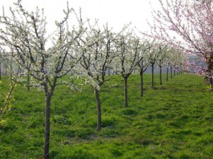 Varaždinska županija sufinancira kupnju sadnica voća te ljekovitog i aromatičnog bilja
