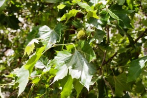 DAN PLANETA ZEMLJA: SADNJA STABALA TREŠNJE U VRTIĆIMA