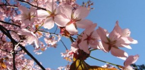 Na Bundeku počinje Floraart