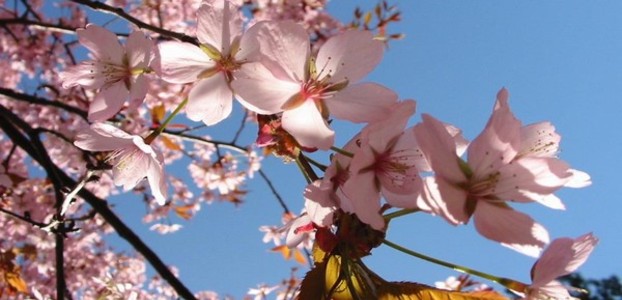 Na Bundeku počinje Floraart