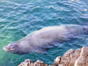 PULA: Najbolje snimljena sredozemna medvjedica ikad