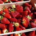 U neretvanskoj dolini počela berba prvih jagoda