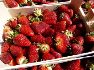 U neretvanskoj dolini počela berba prvih jagoda