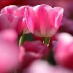 U Zagrebu otvoren 60. Floraart