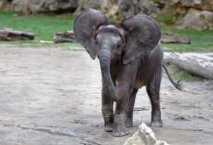 Prvi rođendan male slonice iz bečkog zoološkog vrta