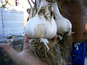 U Hrvatskoj proizveden najveći europski češnjak