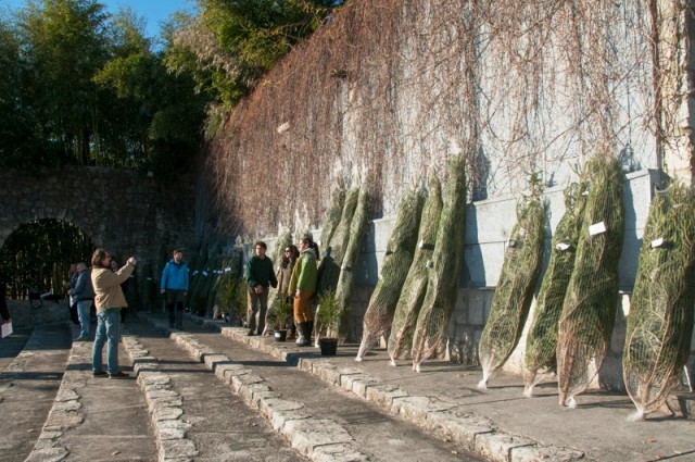 OPATIJA: Humanitarna prodaja božićnih smreka na Ljetnoj pozornici