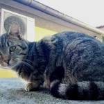 U Zlatar Bistrici otvoren MHP Pet Food vrijedan 43 milijuna eura