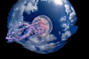 Održan četvrti Underwater Photo Marathon 2016