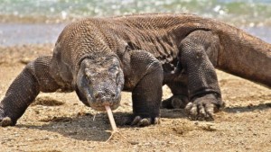 Najveći gušter na svijetu stigao u Zagrebački zoološki