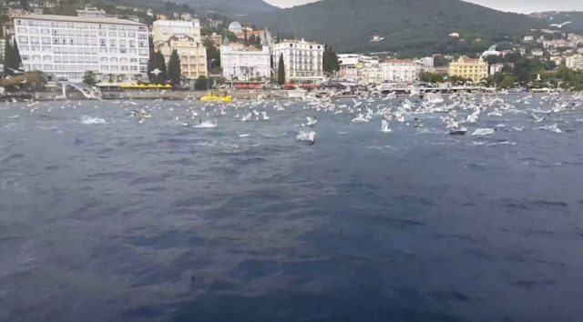 VIDEO: gosti u Opatiji u šoku, pokolj sardela u par minuta