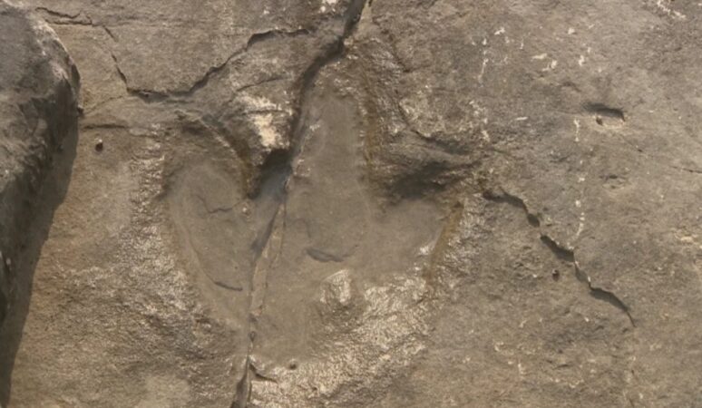 Na Brijunima fosili dinosaura proglašeni zaštićenim dijelom prirode