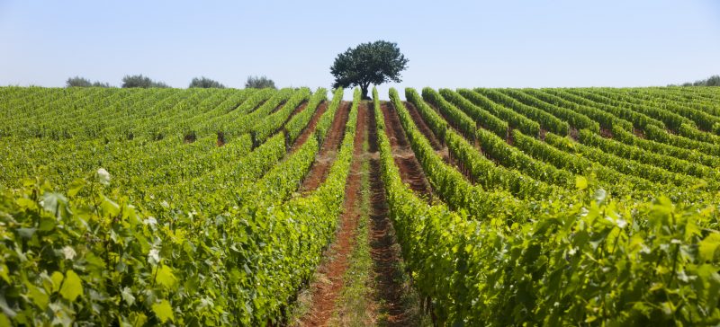 Teran napokon dobiva zasluženi status velikog crnog vina iz Istre