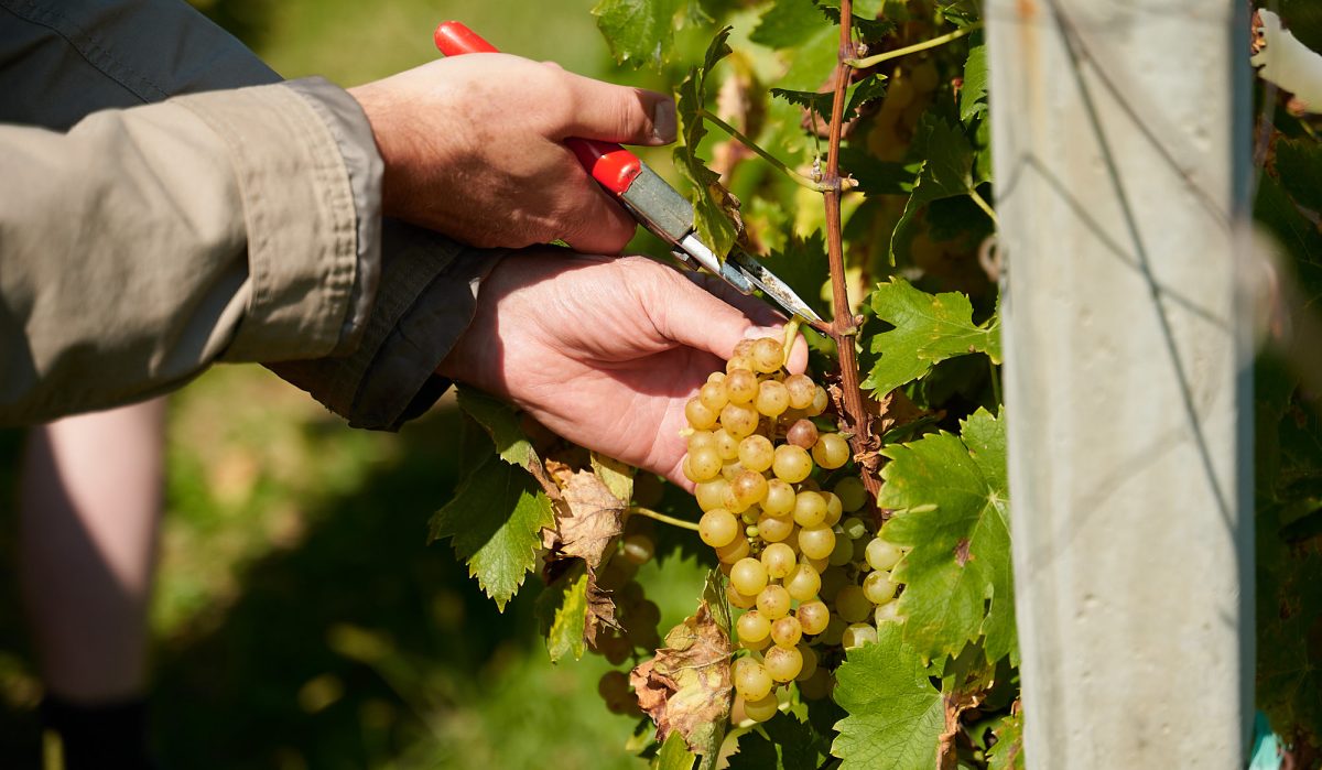 Vinari Bregovite Hrvatske očekuju vrlo dobra vina