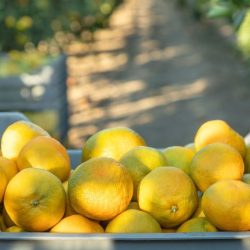 465 milijuna eura u poljoprivredu – a gdje su mandarine, meso i jaja? Tko mjeri rezultate?