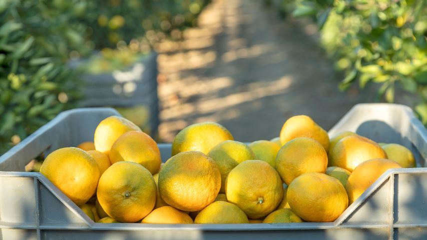 465 milijuna eura u poljoprivredu – a gdje su mandarine, meso i jaja? Tko mjeri rezultate?