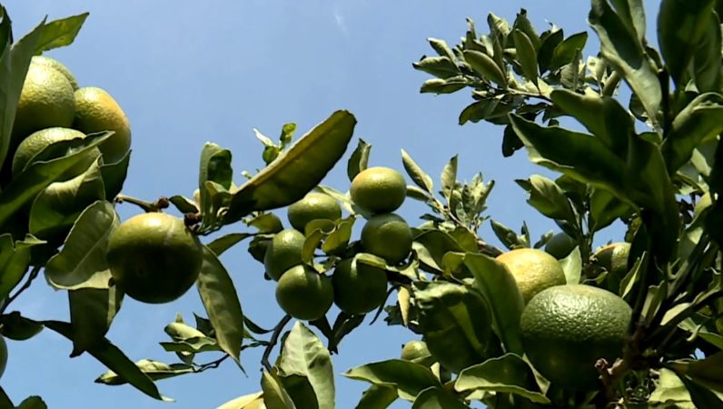 Počinje berba neretvanskih mandarina