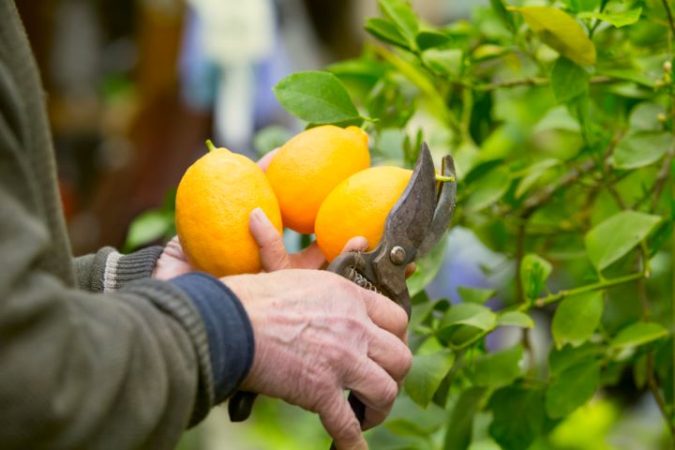 Neretvanski limun – zlatni dodatak monokulturi mandarina