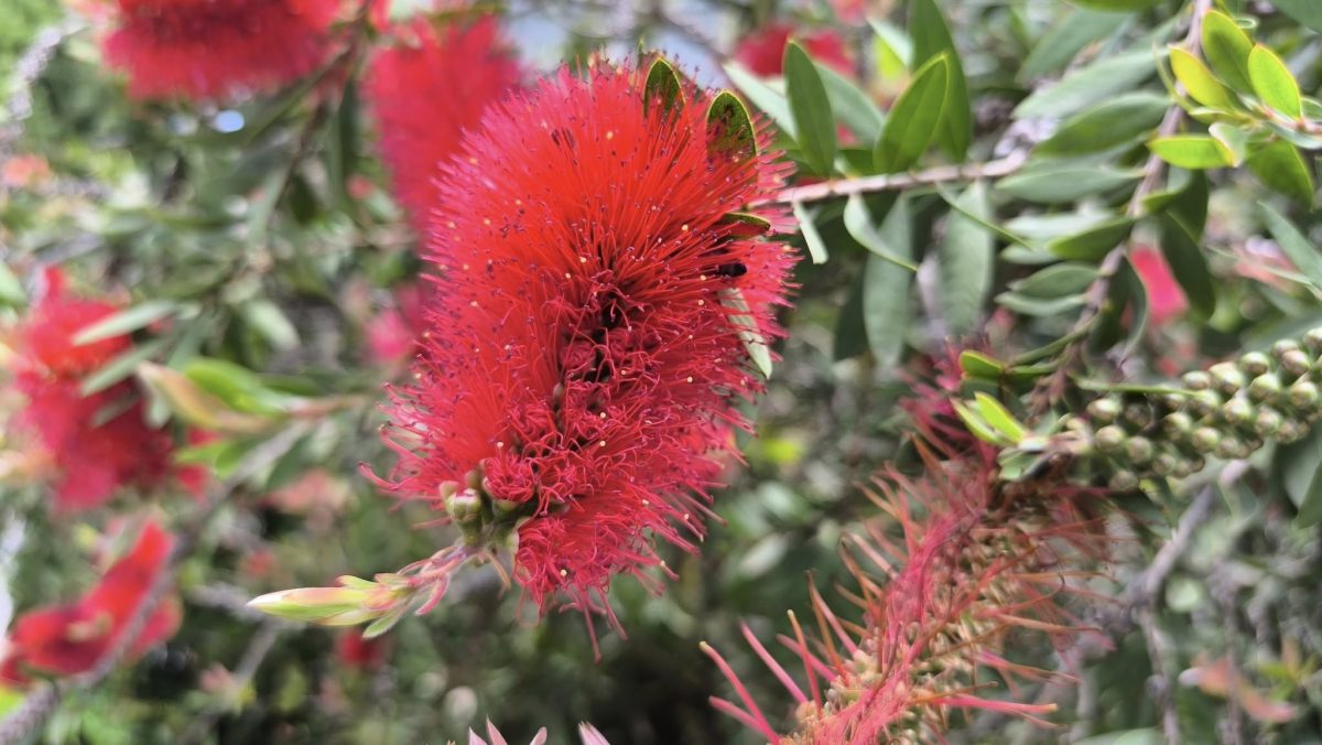 Čudo prirode koje čisti pogled – Četkasti cvijet (Callistemon)