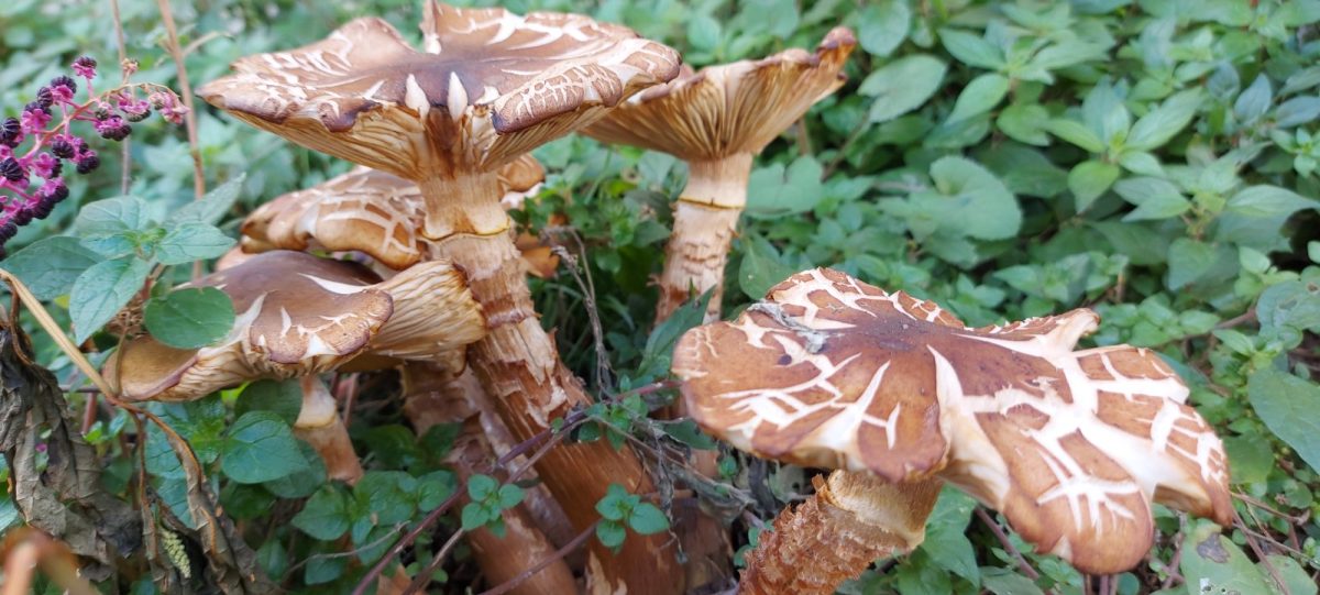 Gljiva usred grada: zašto lijepe gradske gljive ne znače i sigurne gljive