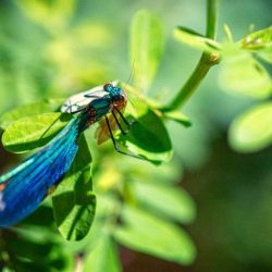 Riznica bioraznolikosti: velika otkrića malih organizama u Nacionalnom parku Krka