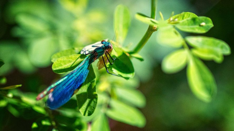Riznica bioraznolikosti: velika otkrića malih organizama u Nacionalnom parku Krka