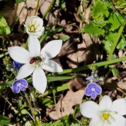 Zagreb želi ponoviti prošlogodišnji uspjeh u bilježenju bioraznolikosti