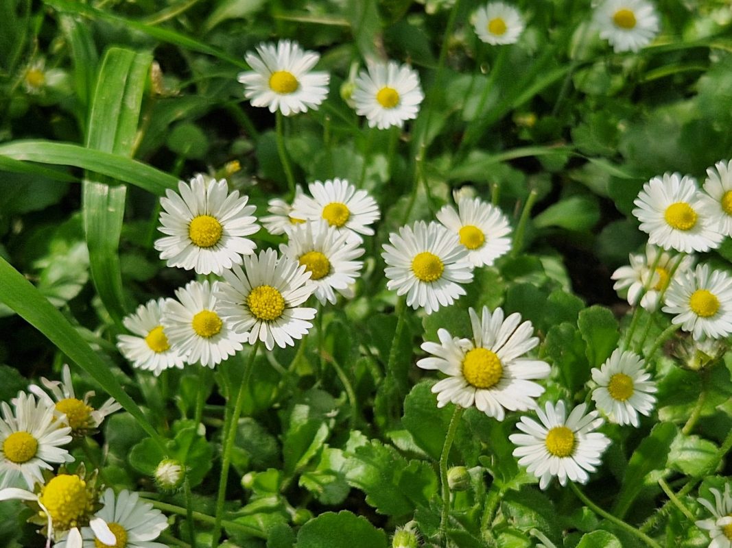 Zagreb želi ponoviti prošlogodišnji uspjeh u bilježenju bioraznolikosti