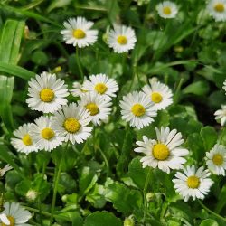 Zagreb želi ponoviti prošlogodišnji uspjeh u bilježenju bioraznolikosti