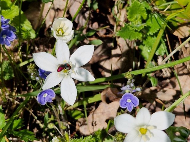 Zagreb želi ponoviti prošlogodišnji uspjeh u bilježenju bioraznolikosti