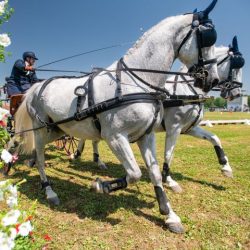 Feričanci spremni za peto izdanje Međunarodnog konjičkog turnira
