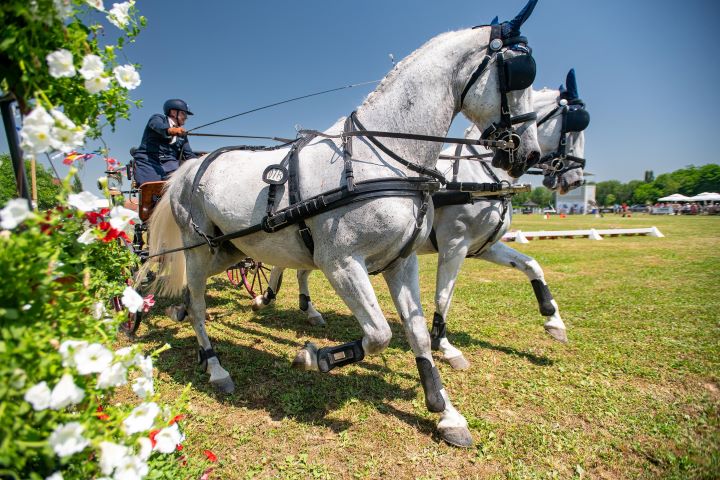 Feričanci spremni za peto izdanje Međunarodnog konjičkog turnira